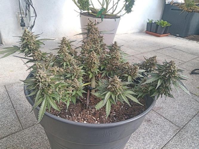 Lemon Cherry Gelato Auto and more. Week 8