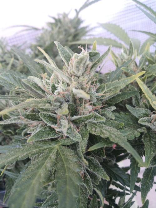 Lemon Cherry Gelato Auto and more. Week 8