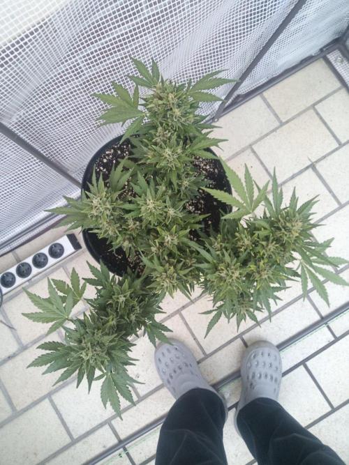 Lemon Cherry Gelato Auto and more. Week 8