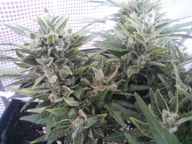 Lemon Cherry Gelato Auto and more. Week 8