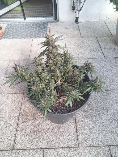 Lemon Cherry Gelato Auto and more. Week 8