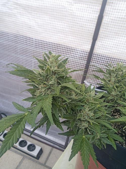 Lemon Cherry Gelato Auto and more. Week 8