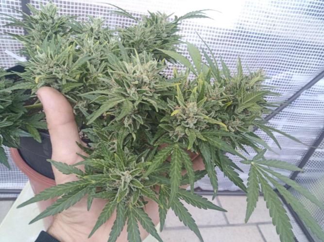 Lemon Cherry Gelato Auto and more. Week 8