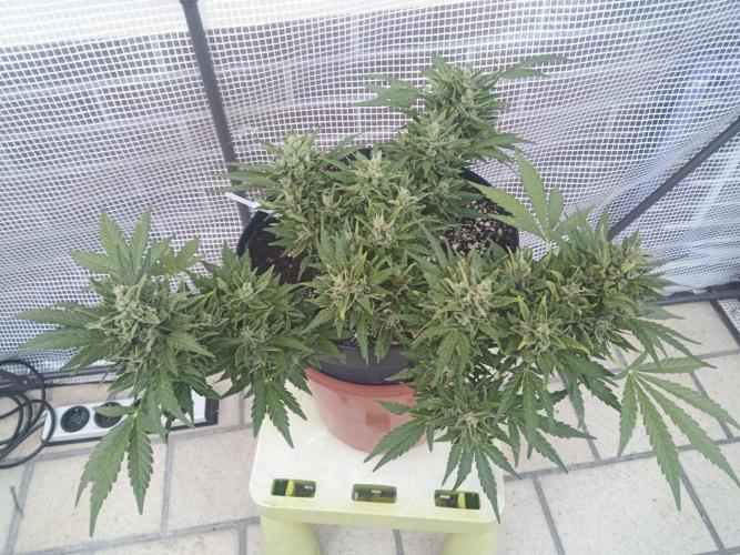 Lemon Cherry Gelato Auto and more. Week 8