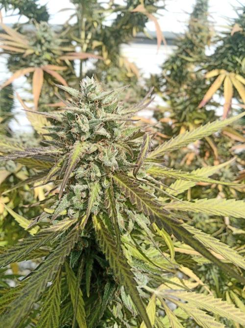 LA Kush Cake. Week 8