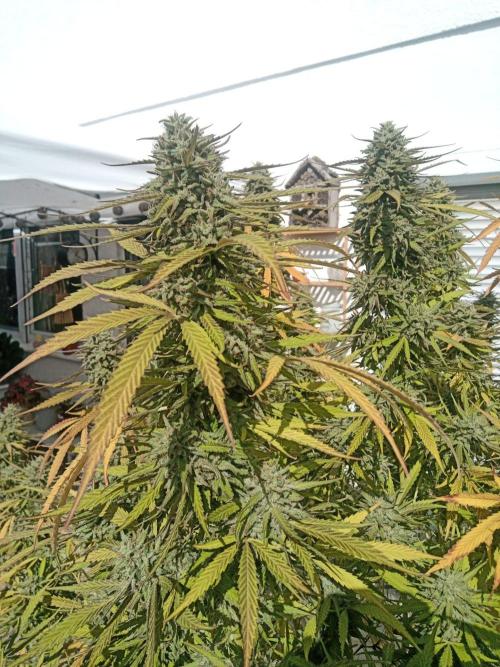 LA Kush Cake. Week 8