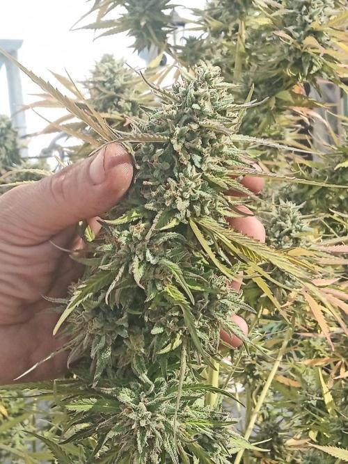 LA Kush Cake. Week 8
