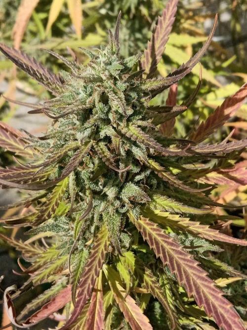 LA Kush Cake. Week 8