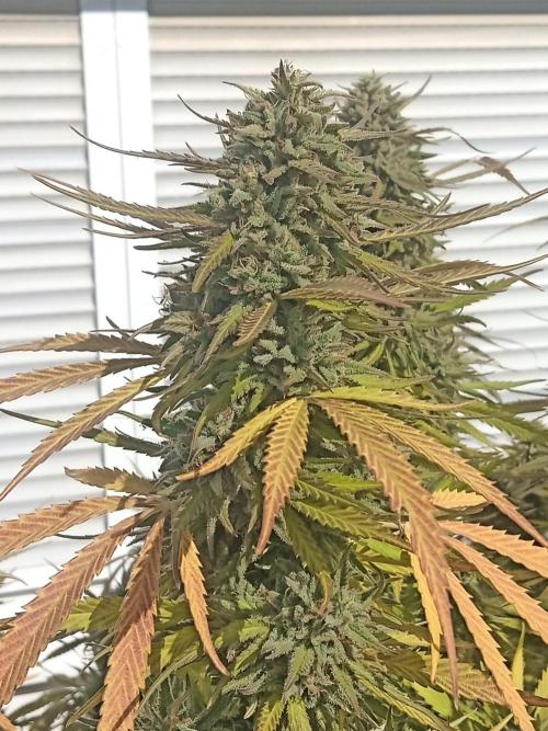 LA Kush Cake. Week 8
