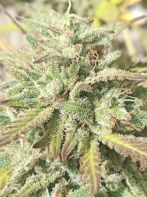 LA Kush Cake. Week 8