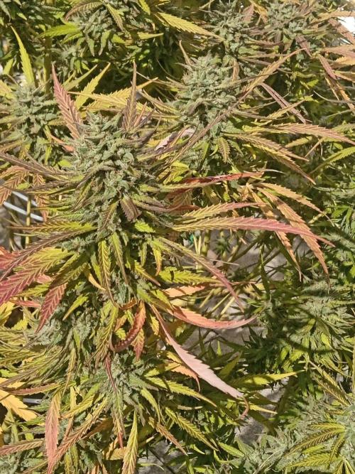 LA Kush Cake. Week 8