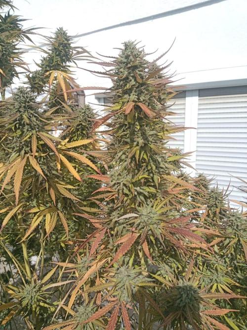 LA Kush Cake. Week 8