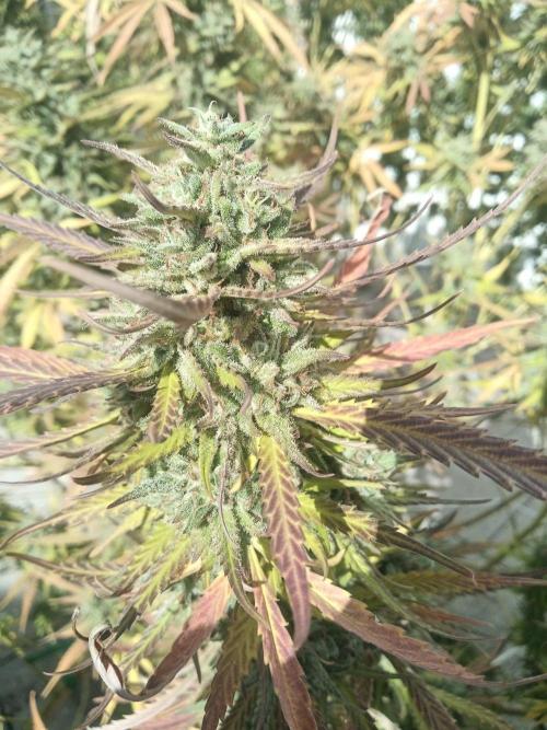 LA Kush Cake. Week 8