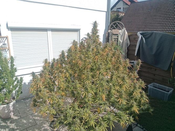 LA Kush Cake. Week 8