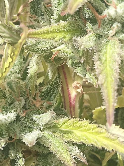 LA Kush Cake. Week 8