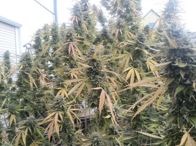 LA Kush Cake. Week 8