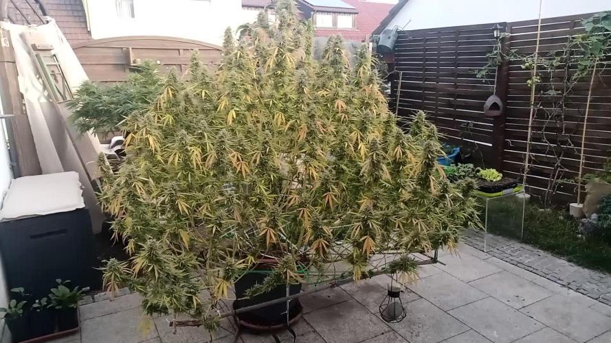 LA Kush Cake