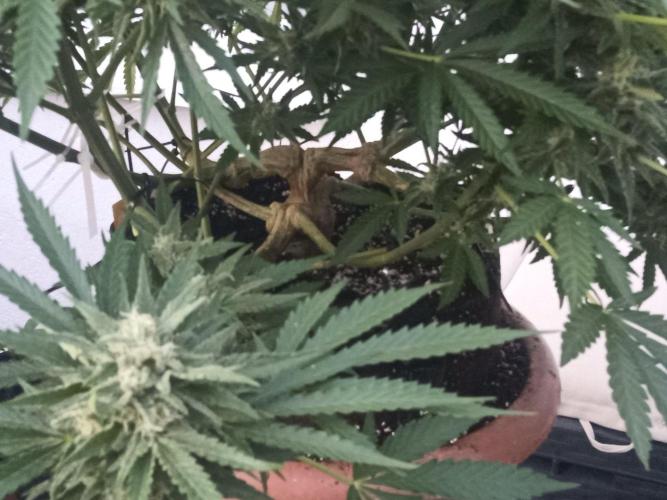 Cheese ( Zamnesia ). Week 4