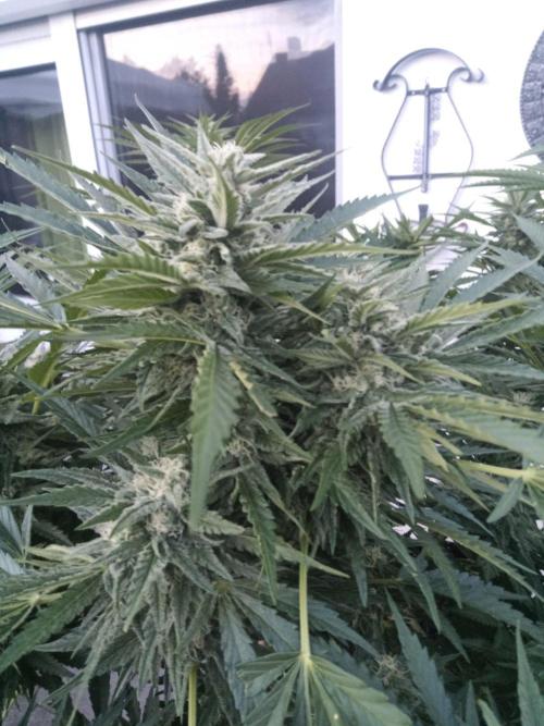 Cheese ( Zamnesia ). Week 4