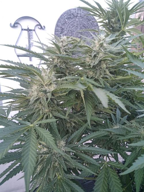 Cheese ( Zamnesia ). Week 4
