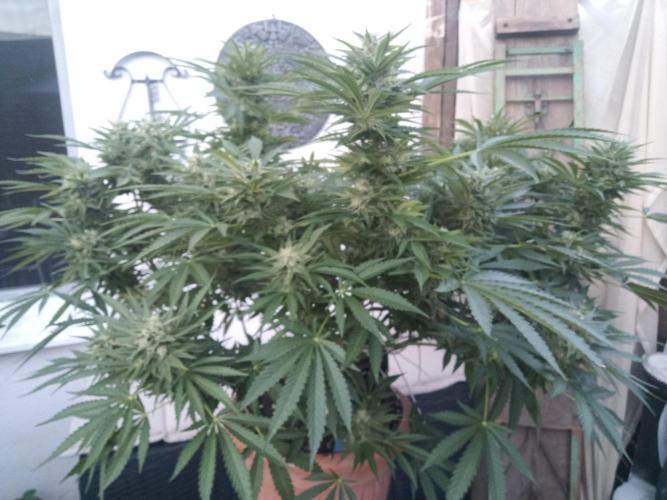 Cheese ( Zamnesia ). Week 4