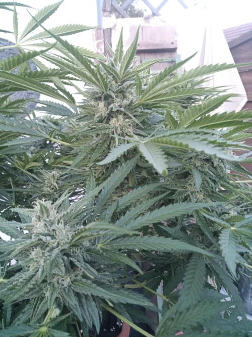 Cheese ( Zamnesia ). Week 4