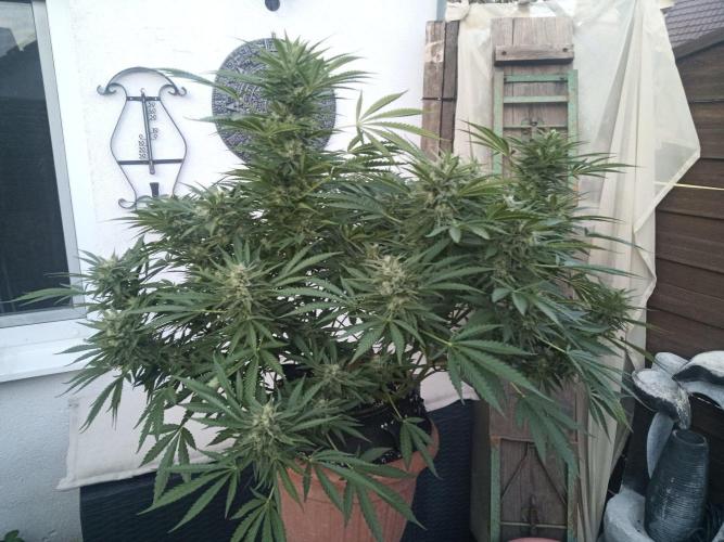Cheese ( Zamnesia ). Week 4