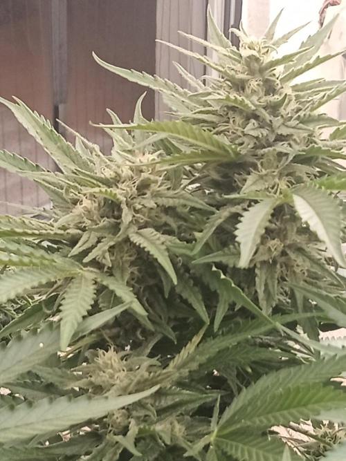 Cheese ( Zamnesia ). Week 4