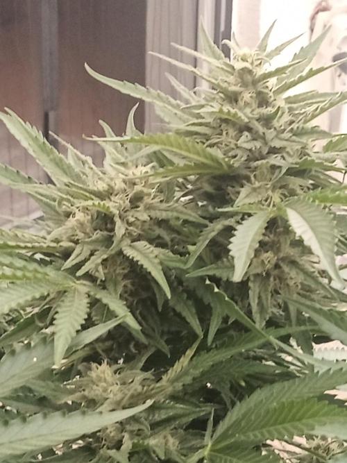 Cheese ( Zamnesia ). Week 4