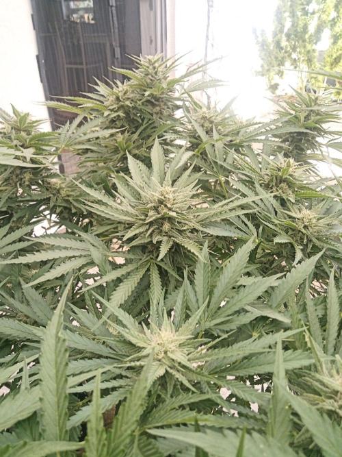 Cheese ( Zamnesia ). Week 4