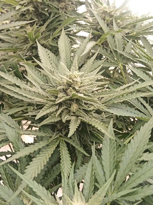 Cheese ( Zamnesia ). Week 4
