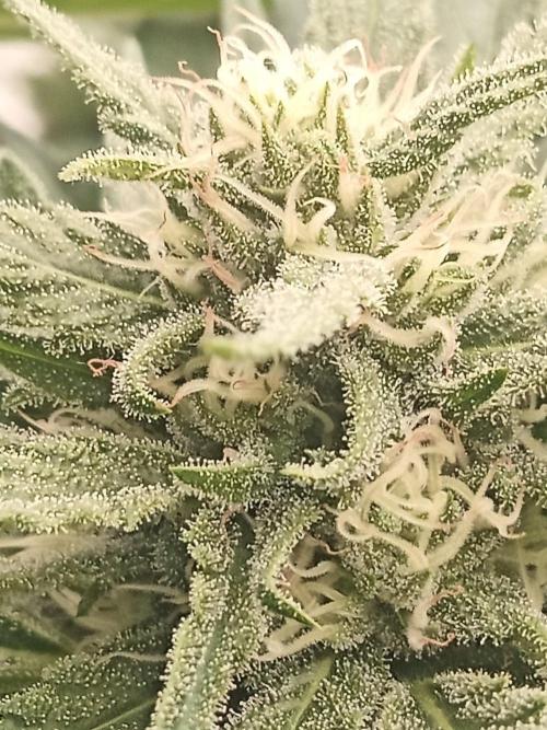Cheese ( Zamnesia ). Week 4