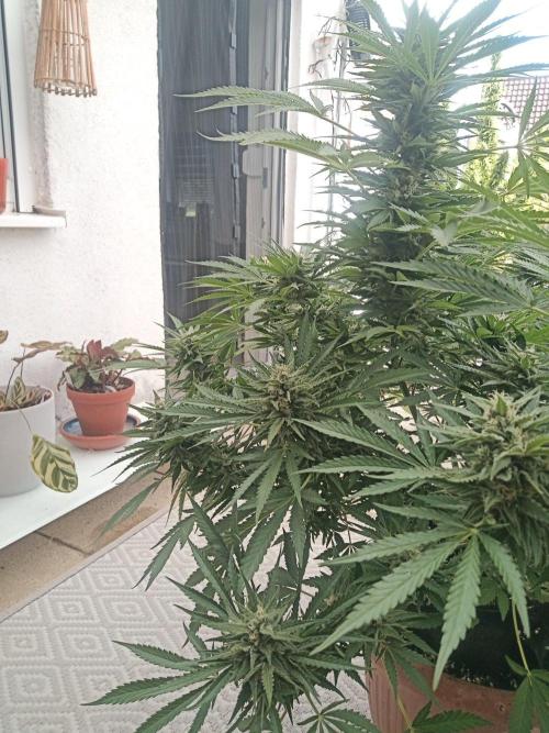 Cheese ( Zamnesia ). Week 4