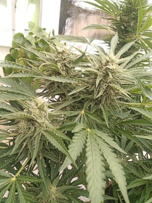 Cheese ( Zamnesia ). Week 4