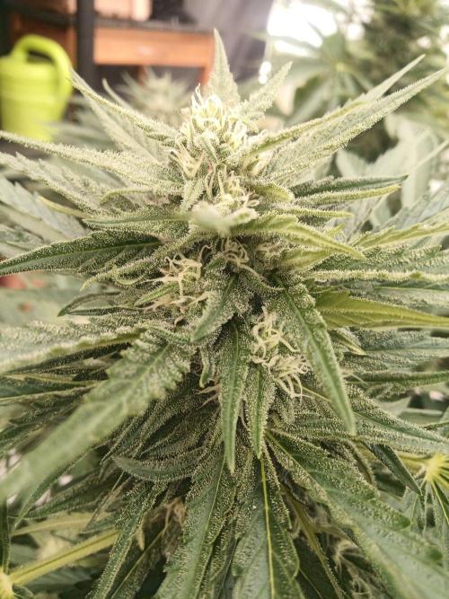 Cheese ( Zamnesia ). Week 4