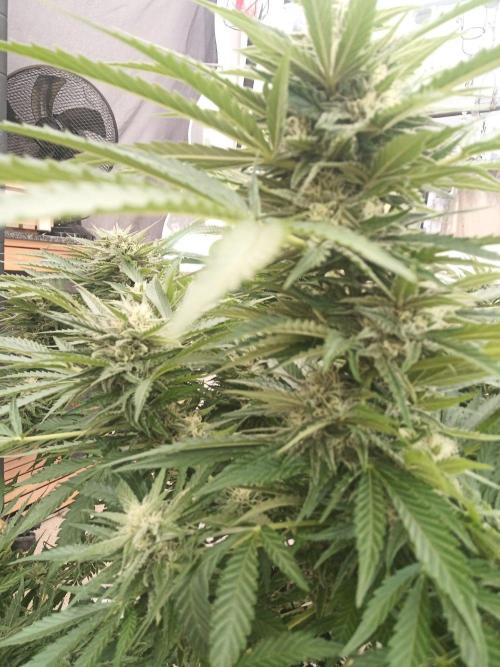 Cheese ( Zamnesia ). Week 4