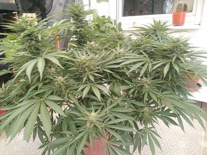 Cheese ( Zamnesia ). Week 4