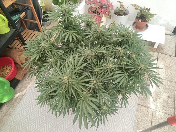 Cheese ( Zamnesia ). Week 4