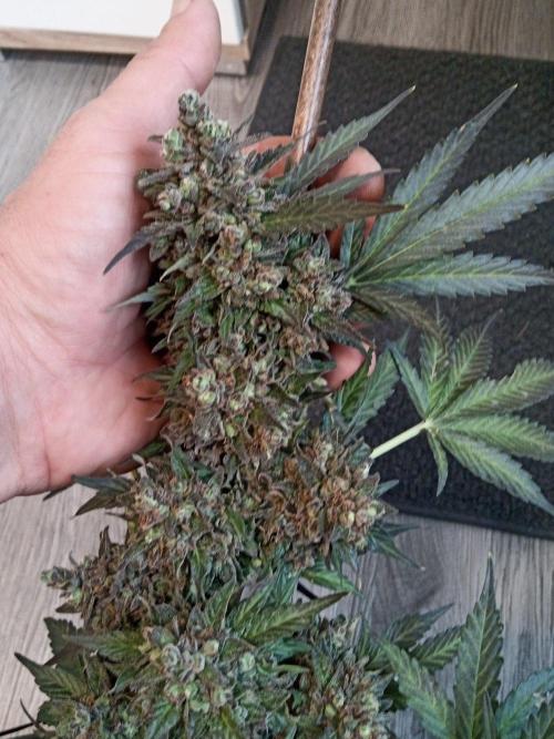 Lemon Cherry Gelato Auto and more. Week 9