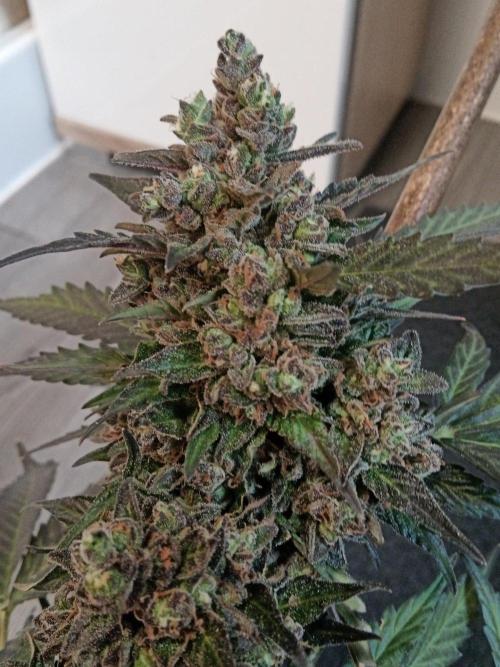 Lemon Cherry Gelato Auto and more. Week 9