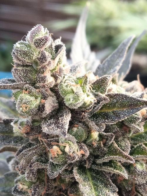 Lemon Cherry Gelato Auto and more. Week 9