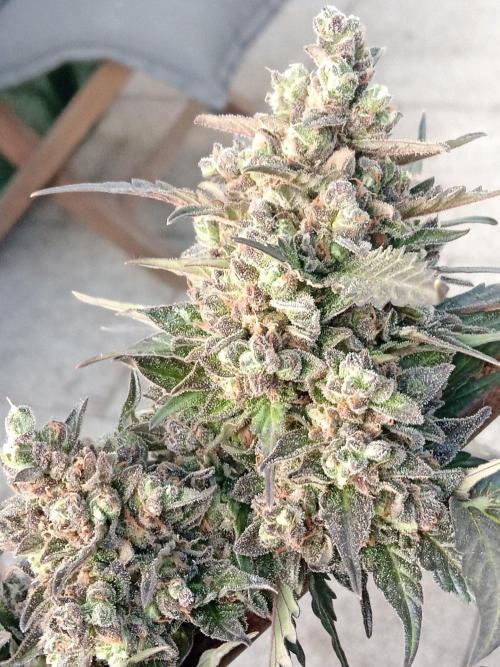 Lemon Cherry Gelato Auto and more. Week 9