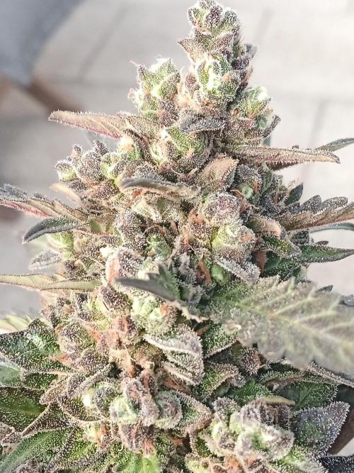 Lemon Cherry Gelato Auto and more. Week 9