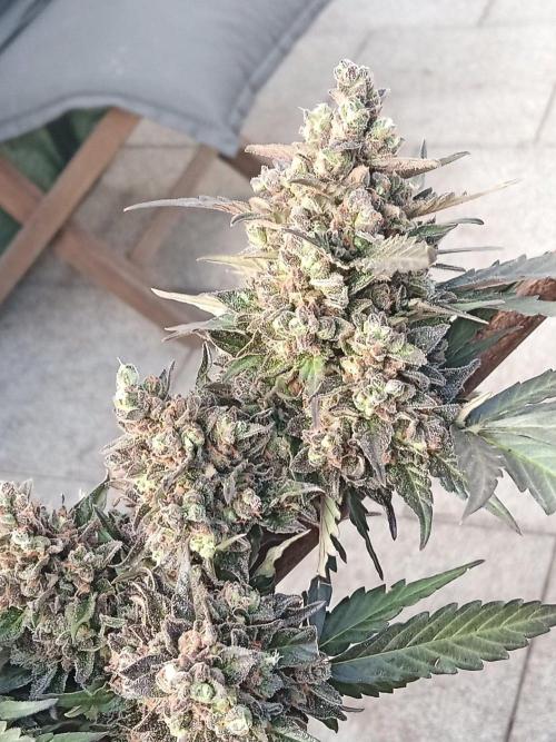 Lemon Cherry Gelato Auto and more. Week 9