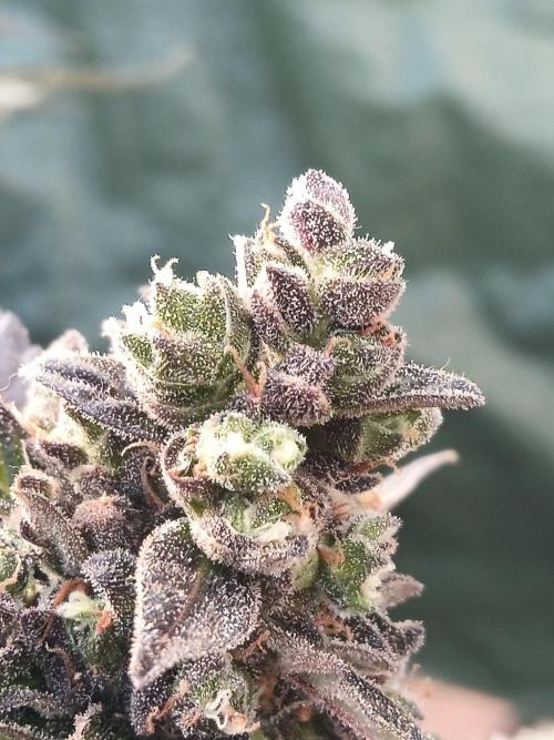 Lemon Cherry Gelato Auto and more. Week 9