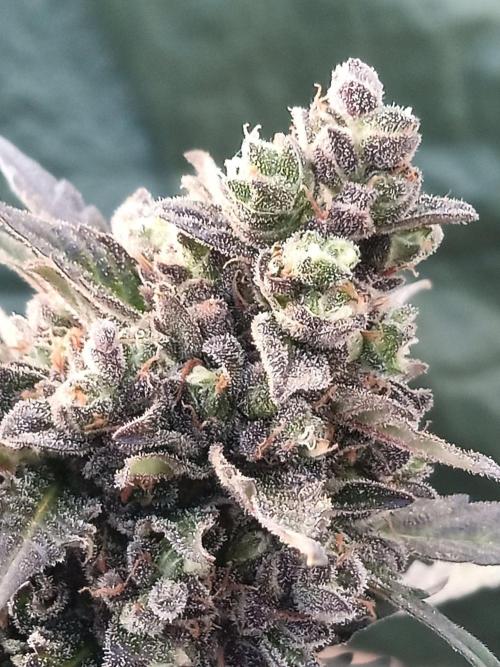 Lemon Cherry Gelato Auto and more. Week 9