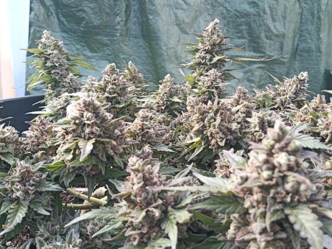 Lemon Cherry Gelato Auto and more. Week 9