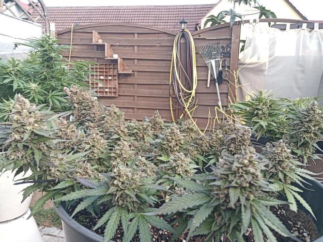 Lemon Cherry Gelato Auto and more. Week 9