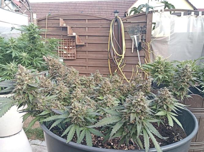 Lemon Cherry Gelato Auto and more. Week 9