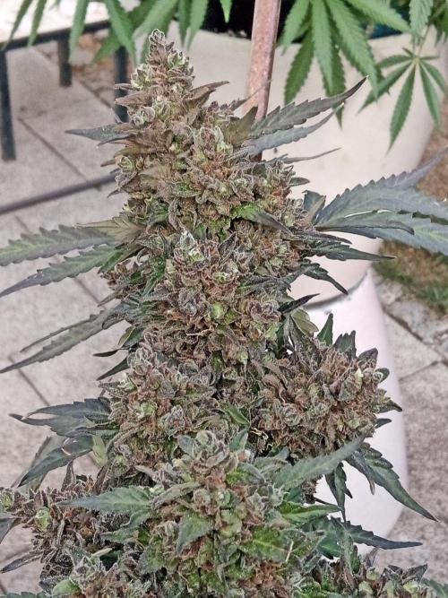 Lemon Cherry Gelato Auto and more. Week 9